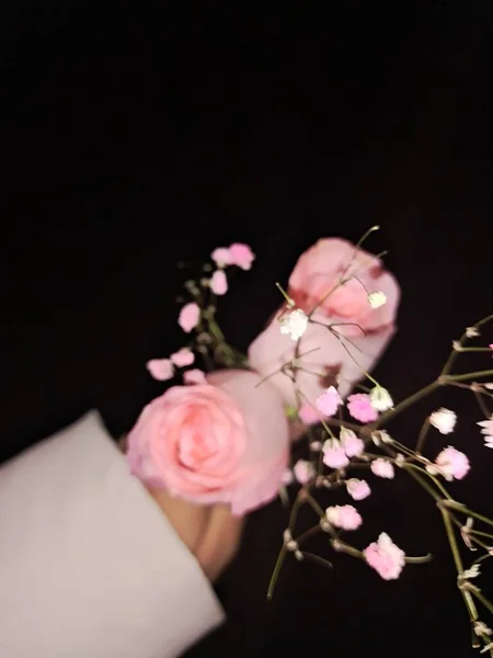 beautiful pink roses on a black background