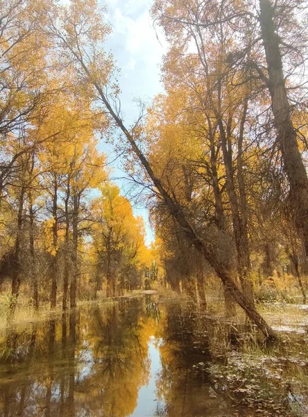 autumn landscape with trees and leaves