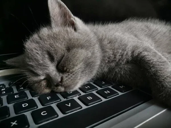 cat on the keyboard