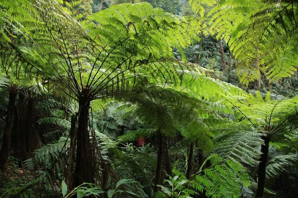 Green Fern Forest — Stock Photo, Image