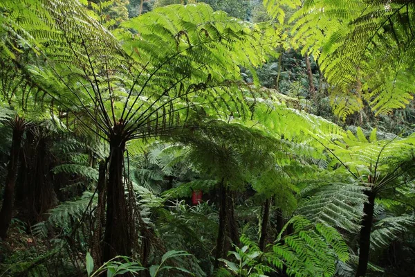 Felce Verde Nel Bosco — Foto Stock