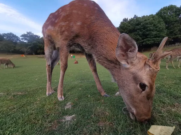 a young deer in the field