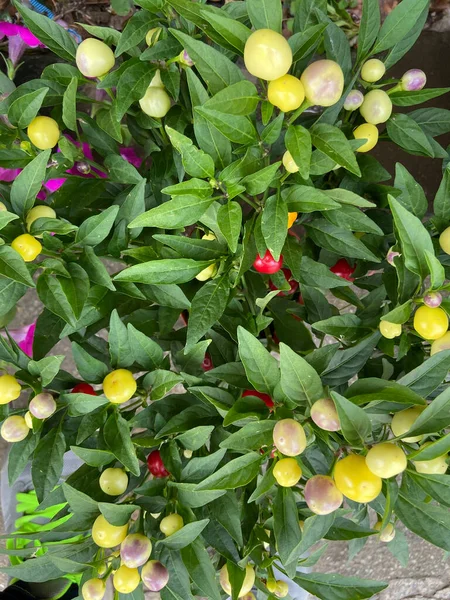 green and red peppers on a white background