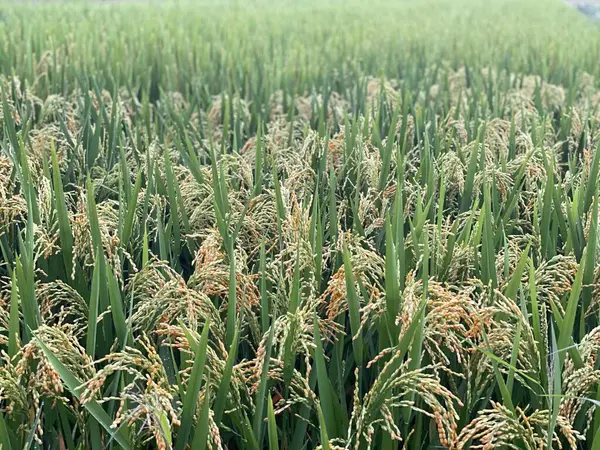 Campo Arroz Verde Por Mañana —  Fotos de Stock