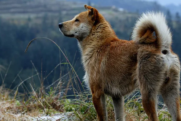 a closeup shot of a cute furry wolf