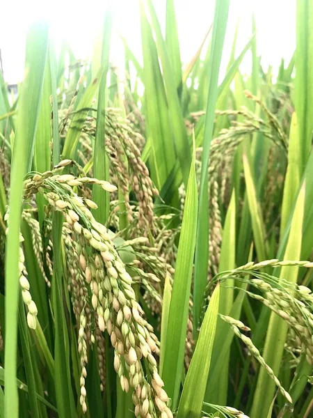 Зелене Рисове Поле Сільське Господарство — стокове фото