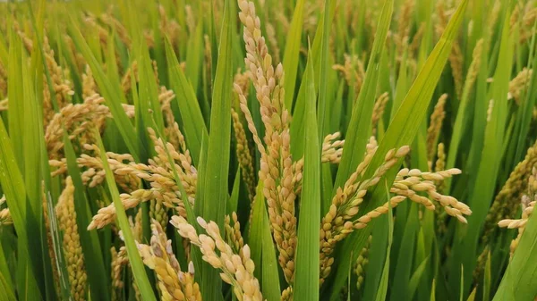 Зелене Пшеничне Поле Сільське Господарство — стокове фото