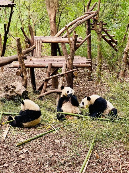 a group of cute animals in the forest