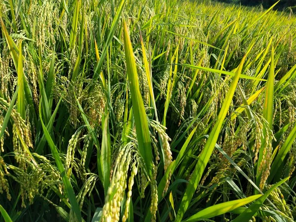 Рисове Поле Зелена Трава Флора — стокове фото