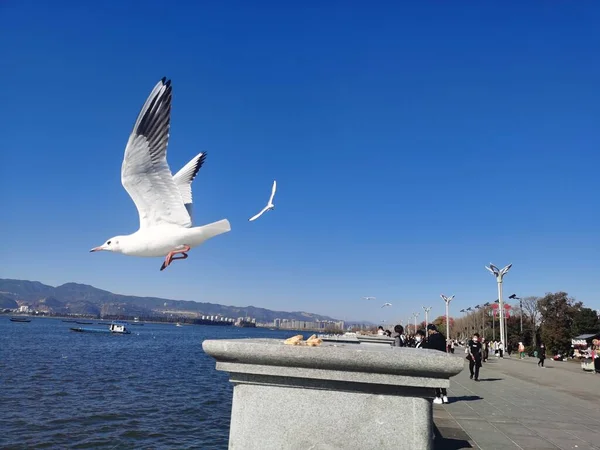 Martı Denizin Üzerinde Uçuyor — Stok fotoğraf