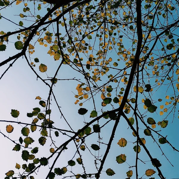 Hermoso Plano Botánico Fondo Pantalla Natural — Foto de Stock