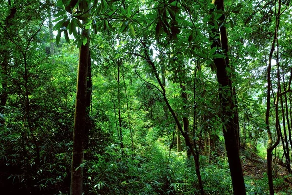 Floresta Verde Selva — Fotografia de Stock