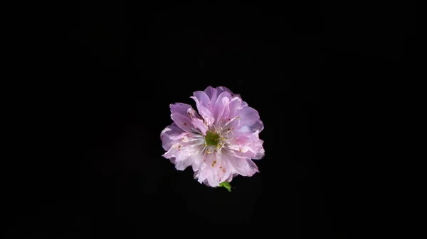 Beautiful Pink Flower Black Background — Stock Photo, Image
