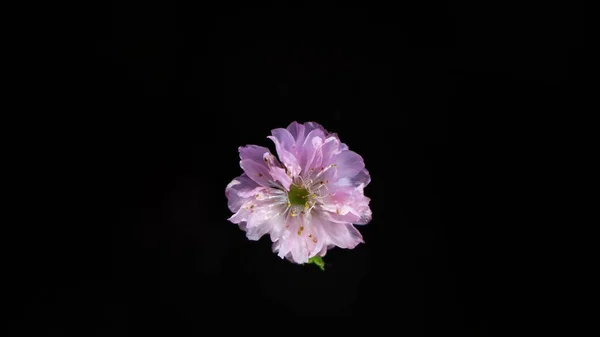 Bela Flor Rosa Fundo Preto — Fotografia de Stock