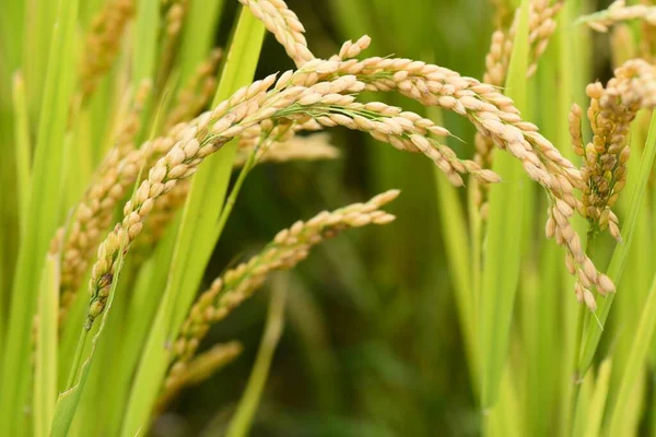 Зелене Пшеничне Поле Влітку — стокове фото