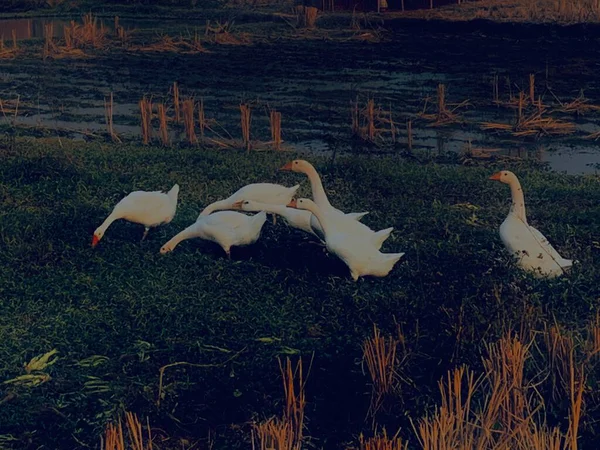 stock image beautiful white swans on the lake