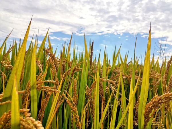Рисове Поле Зеленою Травою Блакитним Небом — стокове фото