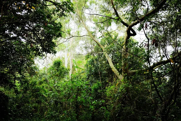 Árvores Verdes Floresta — Fotografia de Stock