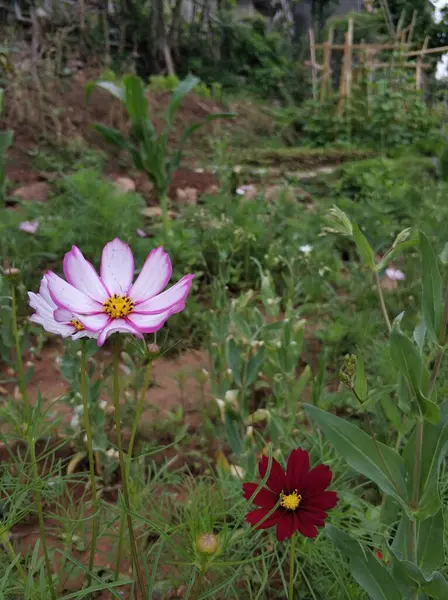 stock image beautiful flowers in the garden