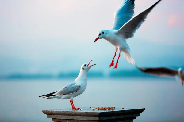 Seagull Flying Sea — Stock Photo, Image