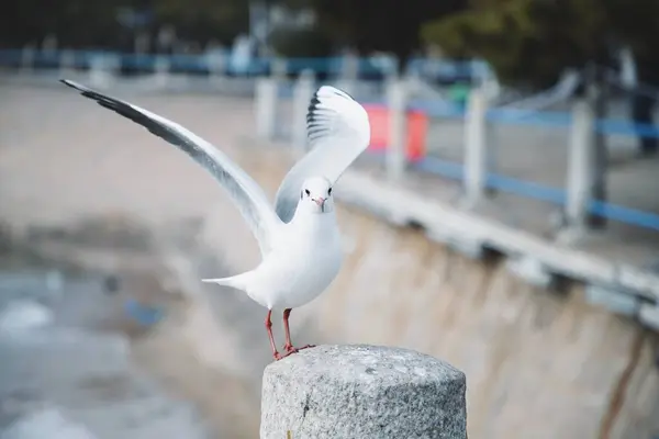 Seagull Pier — Stock Photo, Image