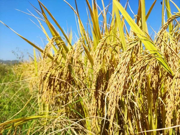 Campo Arroz Campo —  Fotos de Stock