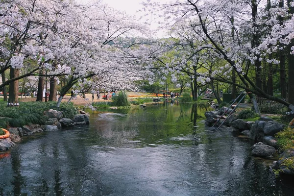 stock image beautiful sakura flowers in the garden