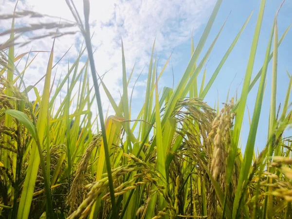 Hierba Verde Campo —  Fotos de Stock