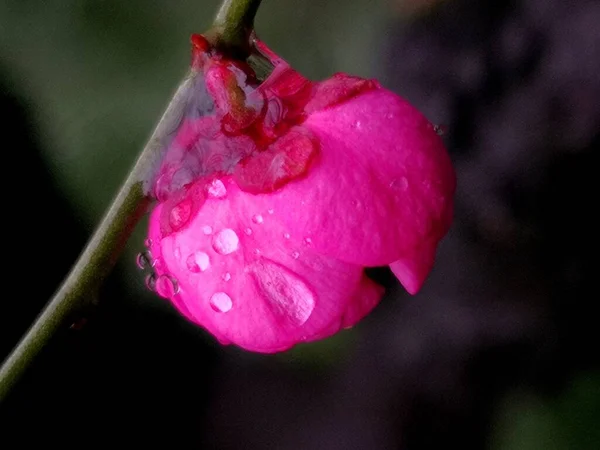 stock image beautiful pink flower in the garden