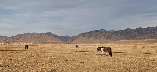 beautiful landscape with a horse