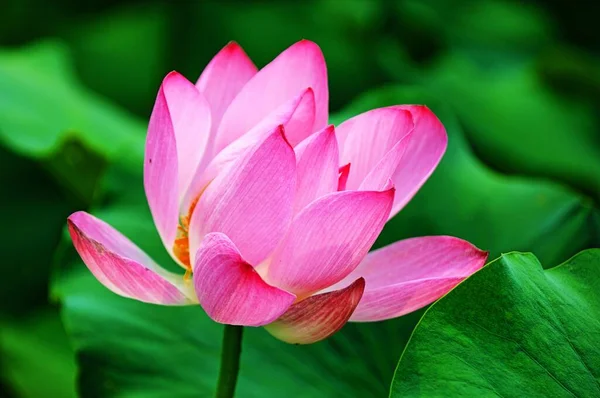 stock image beautiful lotus flower in the garden