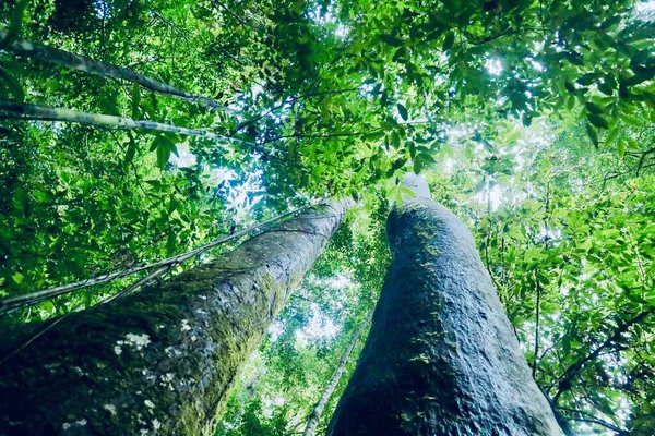 Foresta Verde Nella Giungla — Foto Stock