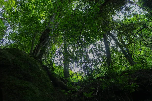 Forêt Verte Dans Les Montagnes — Photo