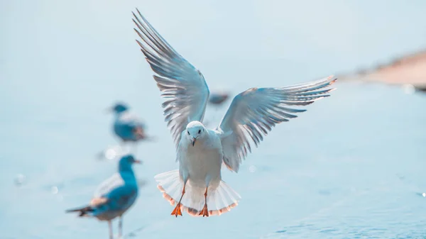 Seagull Flying Sea — Stock Photo, Image