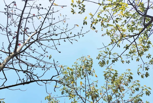 Hermoso Pájaro Ramas Árbol — Foto de Stock