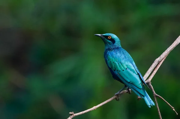 beautiful blue-green bird in the forest