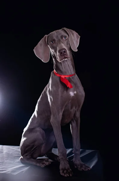 black labrador retriever dog on dark background