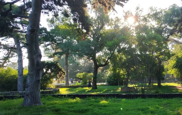 stock image green trees in the park