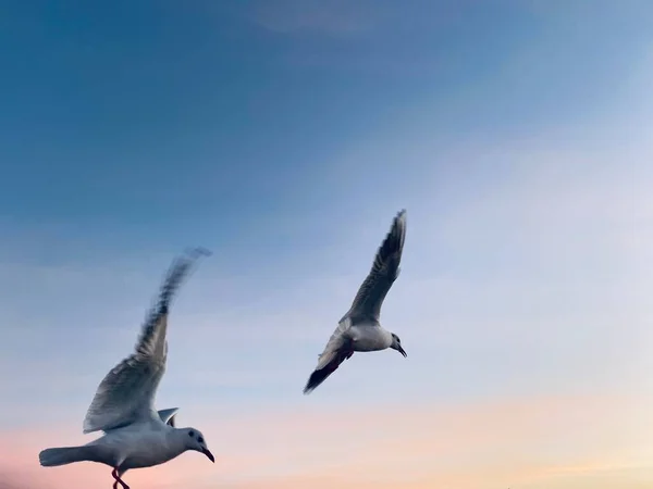 Martı Gökyüzünde Uçuyor — Stok fotoğraf