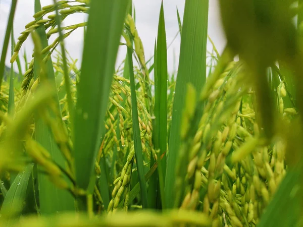 田野里的绿草 — 图库照片