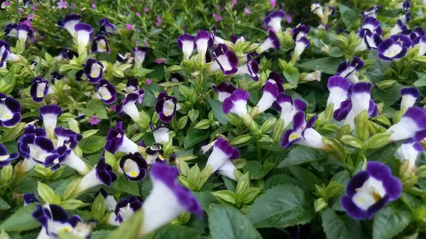 Hermosas Flores Jardín — Foto de Stock