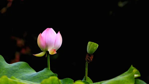 stock image pink lotus flower in the garden