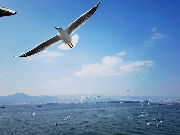 Seagull Flying Sea — Stock Photo, Image