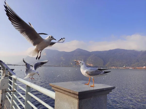 Martı Denizin Üzerinde Uçuyor — Stok fotoğraf