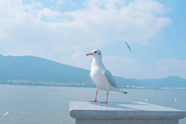 Martı Şehirdeki Iskelede — Stok fotoğraf