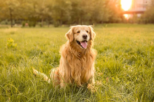草の上の黄金のレトリバー犬 — ストック写真