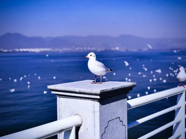 Venedik Talya Daki Rıhtımda Martı — Stok fotoğraf