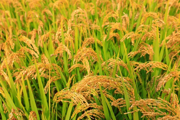 Рисове Поле Зелена Трава Фон — стокове фото