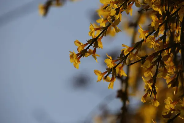 Stock image beautiful yellow leaves in the garden