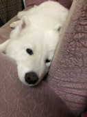 bílý pes ležící na podlaze